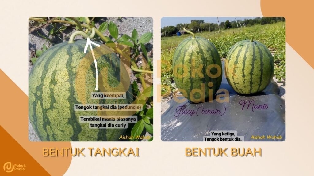 Cara Pilih Tembikai Manis