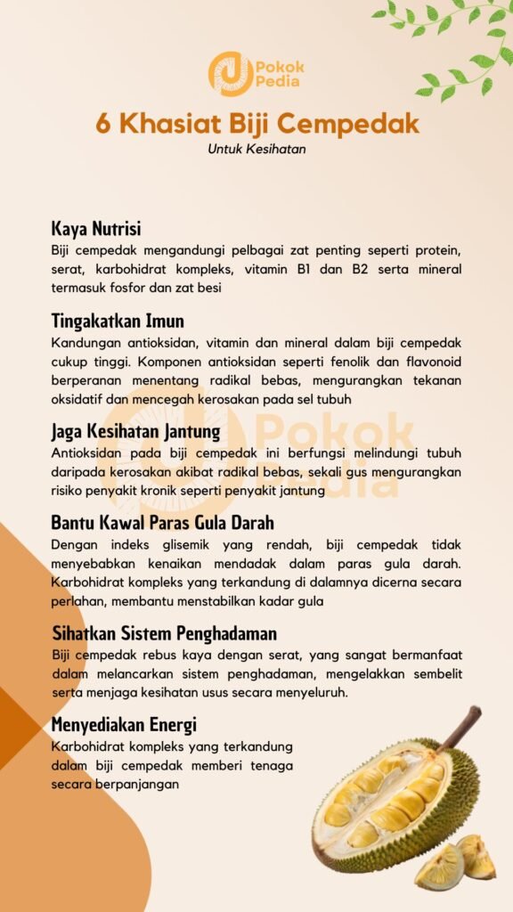 Infographic Khasiat Biji Cempedak