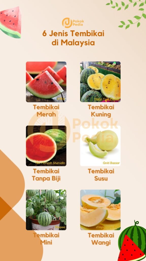 Infographics Jenis Tembikai