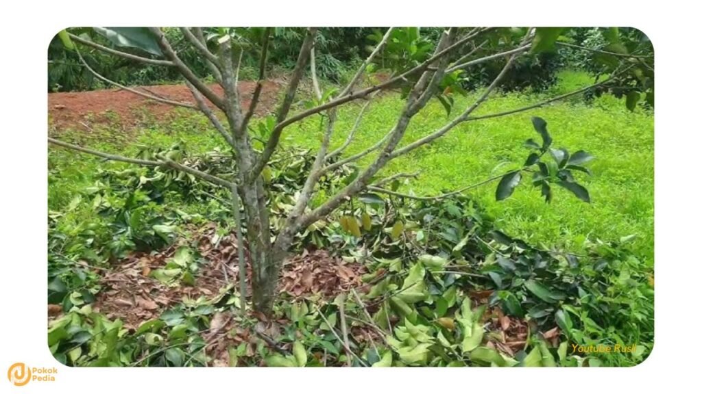 Kawalan Rumpai Cempedak