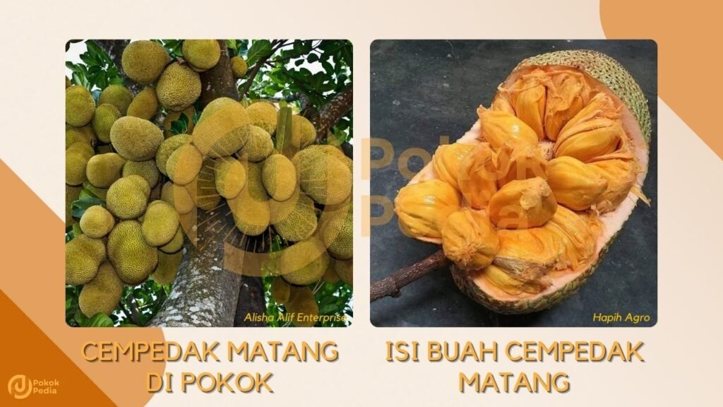Tuaian Cempedak