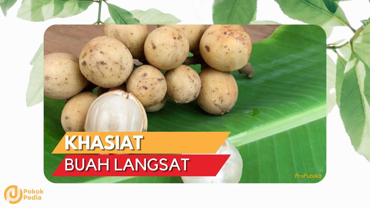 Cover Khaisat Buah Langsat