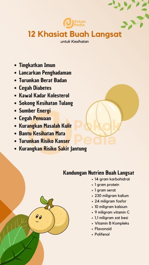 Infographics Khasiat Buah Langsat